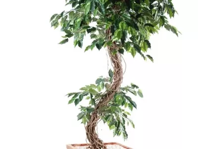Ficus S