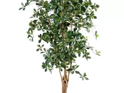 Ficus Oriental