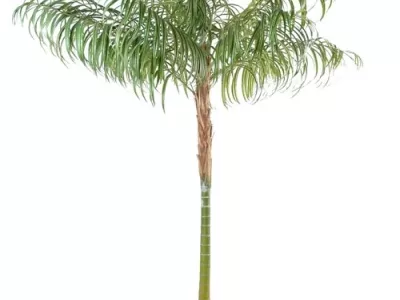 Les palmiers