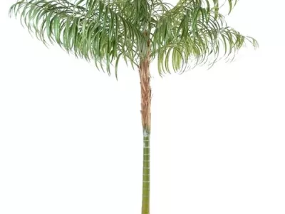 Areca Palm