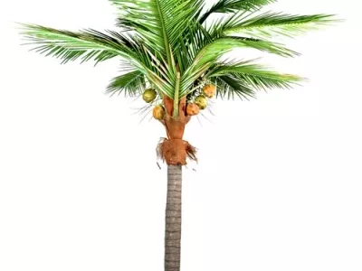 Coconut Palm