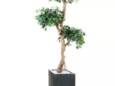 Ficus Retusa