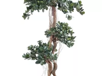 Ficus Panda