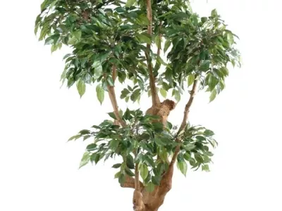 Ficus Natasja