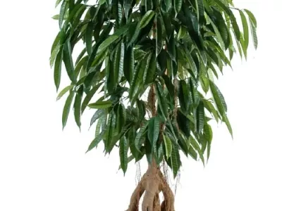 Ficus Longifolia