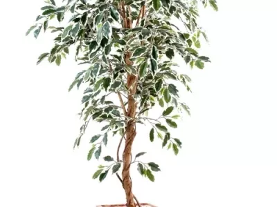 Ficus Grandes Feuilles