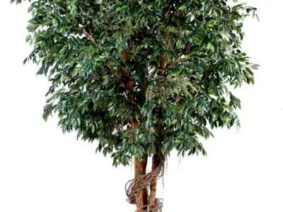 Ficus géant