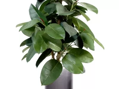 Ficus Elastica