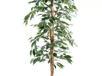 Ficus Monique