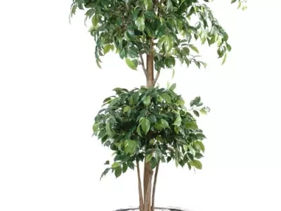 Ficus Double Boule