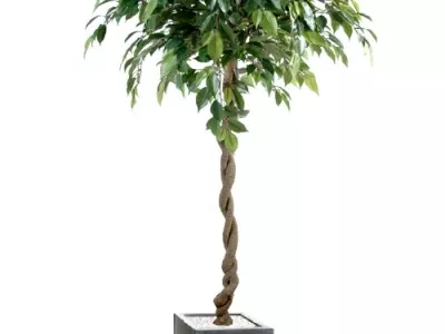 Ficus Boule