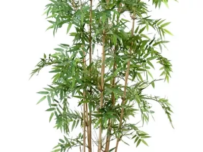 Bambou Oriental