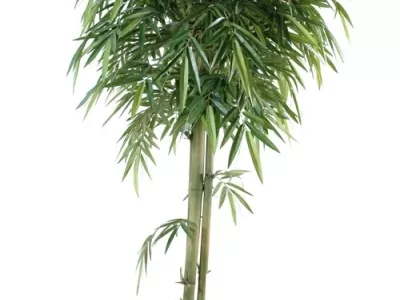 Bambou New Tête