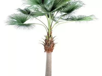 Les palmiers