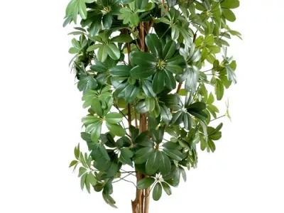 Schefflera