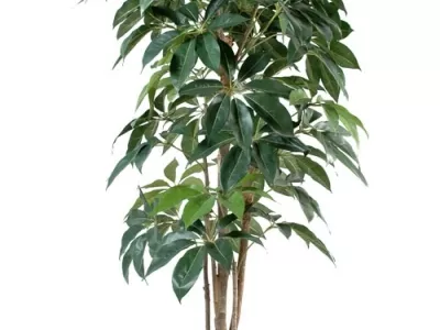 Schefflera Amata