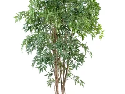 Aralia Ming Nitida