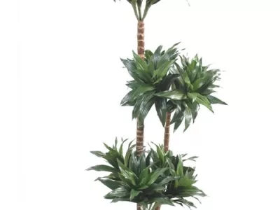 Dracena Fragrans