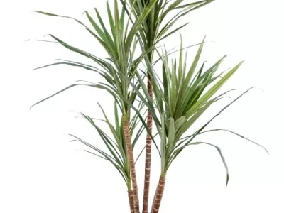 Dracena Marginata