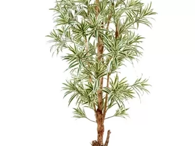 Dracena Reflexa