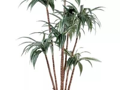 Dracena Tree