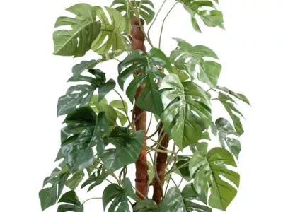 Philodendron Tuteur Coco
