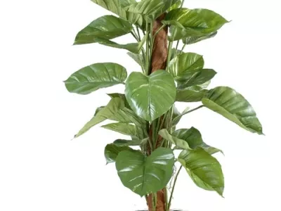 Pothos Géant