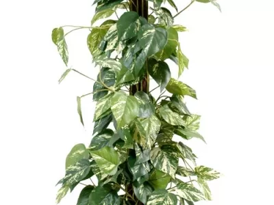 Pothos Tuteur Coco