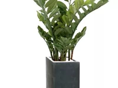 Zamia