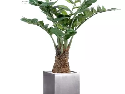 Zamia