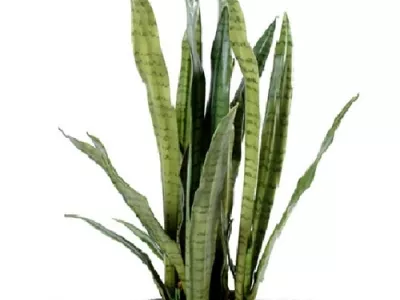 Sansevieria