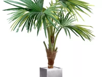 Palmier Washingtonia