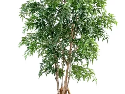 Aralia Ming Nitida Tronc Noueux