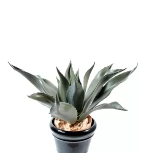 Agave