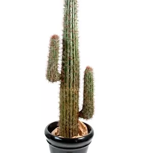 Cactus mexico