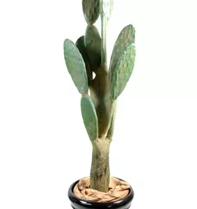 Cactus plat