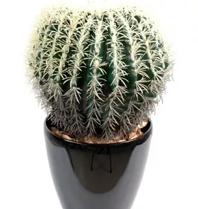 Cactus rond diam