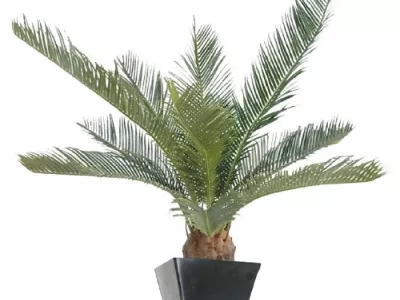 Cycas Baby