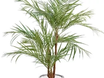 Areca Palm Trois Troncs