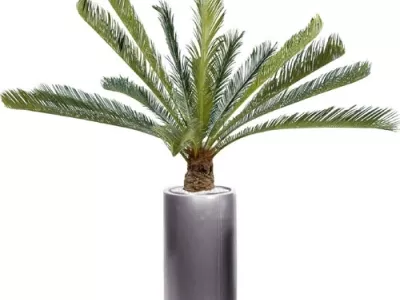 Cycas Géant