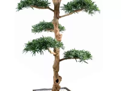 Podocarpus Nuage Large