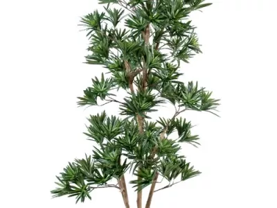 Podocarpus