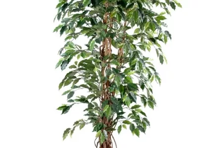 Ficus Lianes Grandes Feuilles