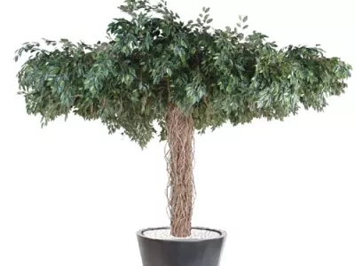 Ficus Umbrella