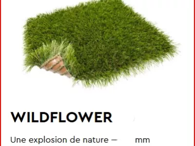 WILDFLOWER 50